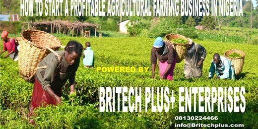 HOW TO START A PROFITABLE SMALL SCALE AGRICULTURAL FARMING IN NIGERIA